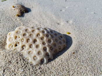 Close-up of seashell on sand at beach