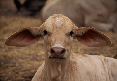 Close-up portrait of a young animal outdoors