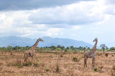 Wild african giraffes in mikumi national park in tanzania in africa on safari