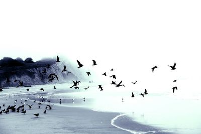 Flock of birds in the winter