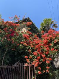 Low angle view of flowering plants against sky