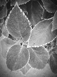 Full frame shot of dry leaves