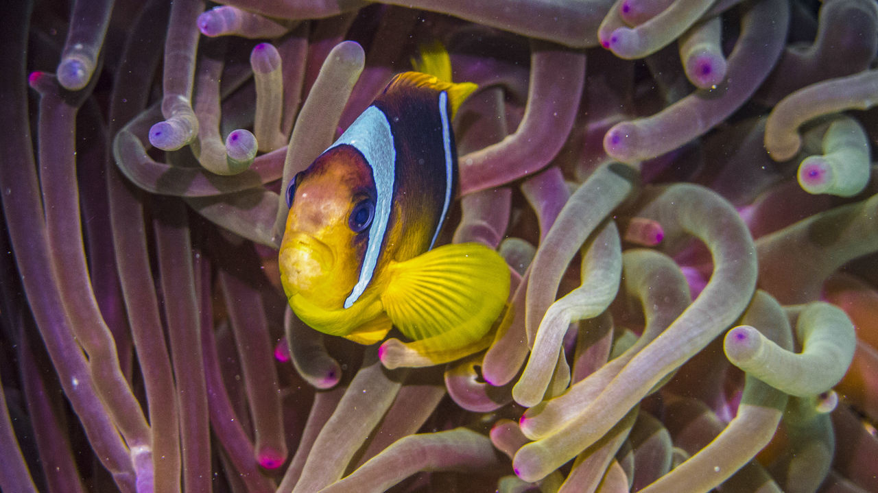 Anemonenfisch