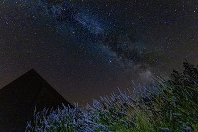 Low angle view of trees against sky at night