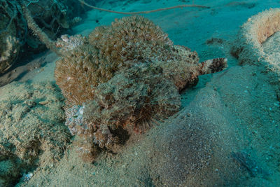 View of fish underwater