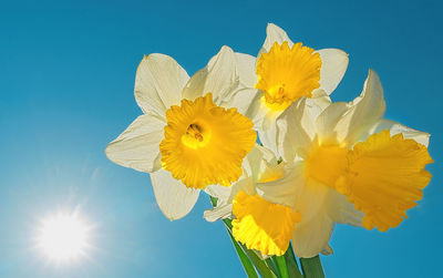 Close-up of daffodils  against clear blue sky and shining sun