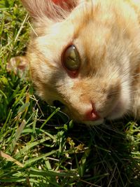 Close-up of a cat on field