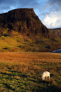 Sheep on field against mountain range