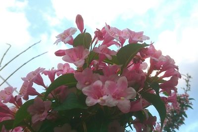 Low angle view of pink flowers