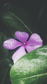 Close-up of wet purple flowering plant during rainy season