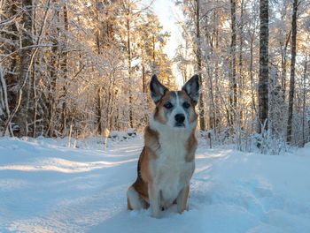 Dog on snow covered land