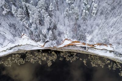 Close-up of frozen plants during winter