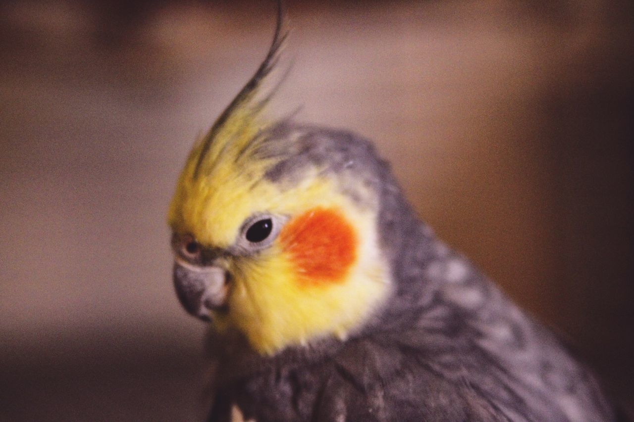 animal themes, animal, one animal, bird, vertebrate, close-up, focus on foreground, animals in the wild, animal wildlife, no people, beak, selective focus, yellow, indoors, parrot, orange color, domestic, animal body part, pets, eye, animal head, animal eye