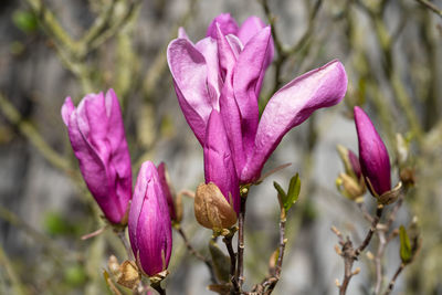 Tulip magnolia, magnolia liliiflora, close up image of the flower head