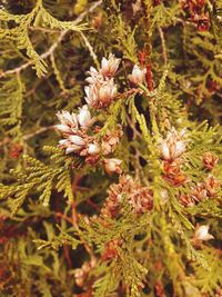 Close-up of flowers on tree