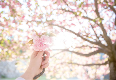 Close-up of human hand holding blossom against tree