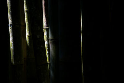 Close-up of bamboo plants in the dark