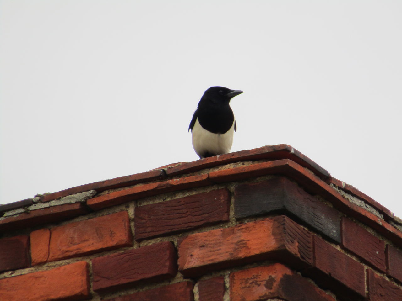 VIEW OF BIRD PERCHING ON ROOF AGAINST SKY