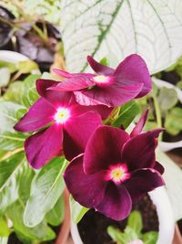 Close-up of pink flowering plant