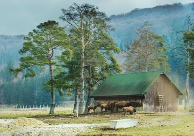 Bisons eating hay at farm