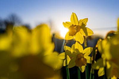 Close-up of yellow flowering daffodil against sky