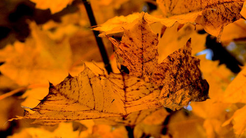 Close-up of dry autumn leaf