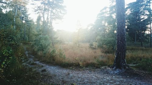 Sun shining through trees in forest