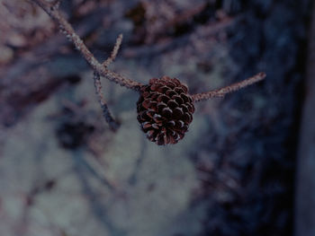 Close-up of pine cone on branch