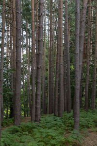 View of trees in forest