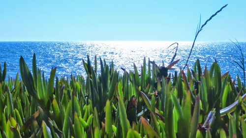 Scenic view of sea against clear blue sky