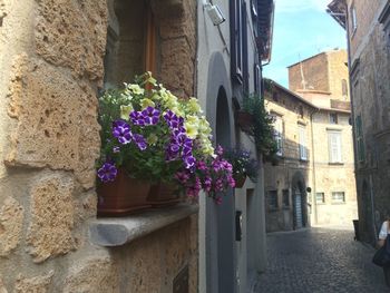 Flowers growing on window