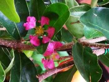 Close-up of pink flowers on plant