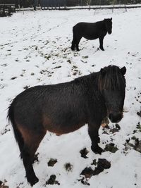 Full length of a horse on snow covered field