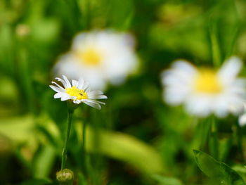 Close-up of white flowering plant