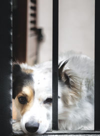 Close-up portrait of dog