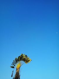 Low angle view of sunflower against clear blue sky