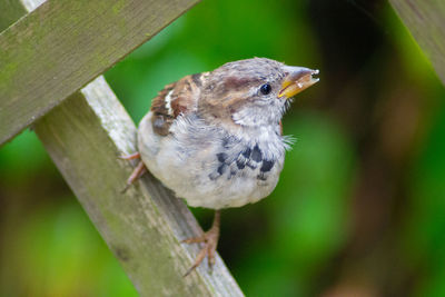 Close-up of bird perching on tree