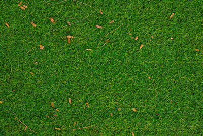 High angle view of grass on field
