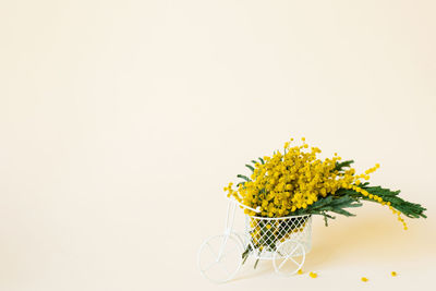 Bouquet of yellow mimosa flowers stands in a decorative bicycle on a beige background 