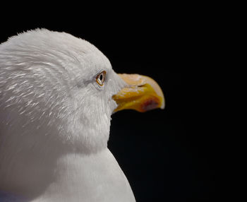 Close-up of a bird against black background