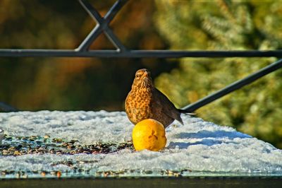 Close-up of bird perching on snow