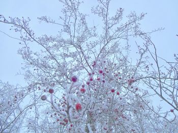 Low angle view of magnolia blossoms against sky