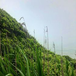 Plants growing on field against sky