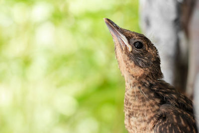 Close-up of a bird looking away
