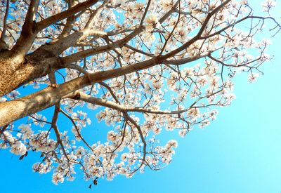 Low angle view of flower tree against sky