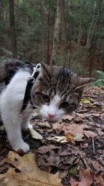 Cat in a forest