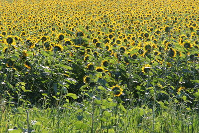 Full frame shot of yellow flowering plants on field