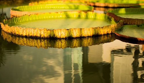 Close-up of crab in a lake