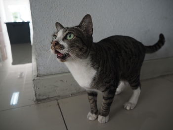 Cat looking away while standing on floor at home