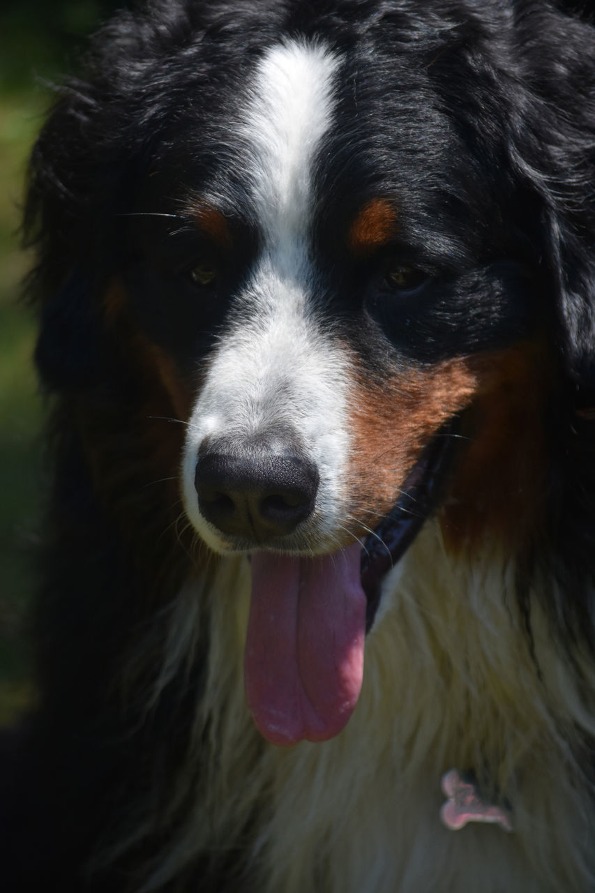 one animal, pet, animal themes, dog, animal, canine, domestic animals, mammal, animal body part, portrait, close-up, animal head, border collie, looking at camera, no people, carnivore, sticking out tongue, facial expression, black, focus on foreground, animal hair, animal tongue, day